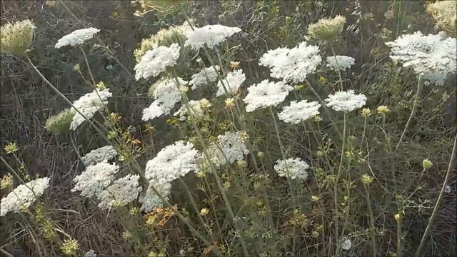 Стих "Смысл жизни - в мелочах" смотреть онлайн