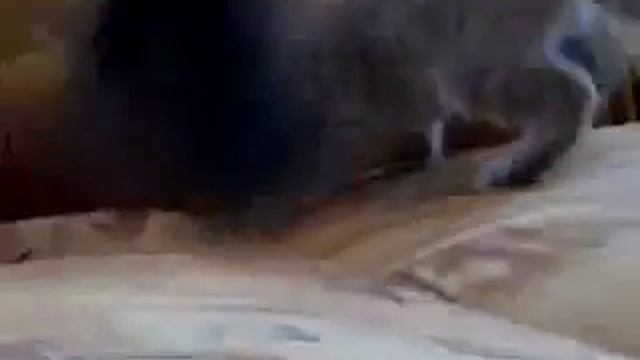 Кот не умеет мяукать!!! смотреть онлайн