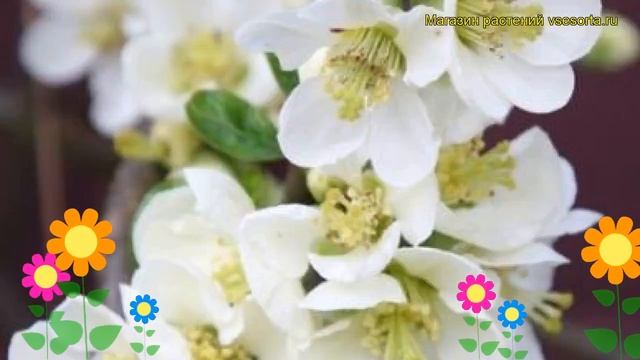 Айва прекрасная Нивалис. Краткий обзор, описание характеристик chaenomeles speciosa Nivalis смотреть онлайн