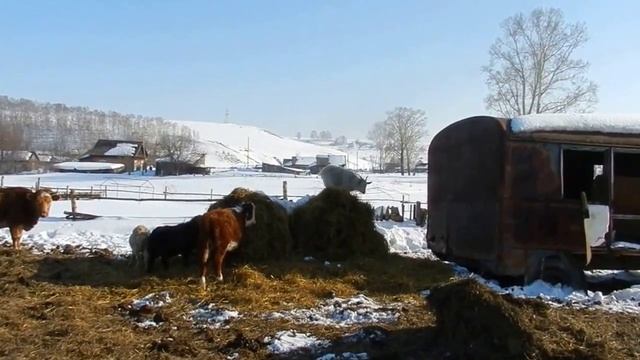Жизнь в деревне. О наших животных. Чем кормим. как содержим. смотреть онлайн