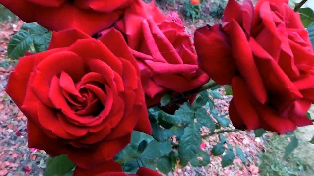 Футаж Розы. Красивые Красные Розы. Футаж Цветы. Футаж Красные Розы. Видеофутажи. Красные Розы Видео смотреть онлайн