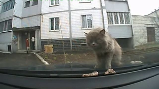 Кошку вырвало смотреть онлайн