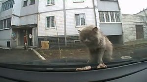 Кошку вырвало