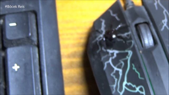 Isırığı Tehlikelidir Felemenkçede Yalancı Karadul Denir #BöcekReis (Steatoda Paykulliana)