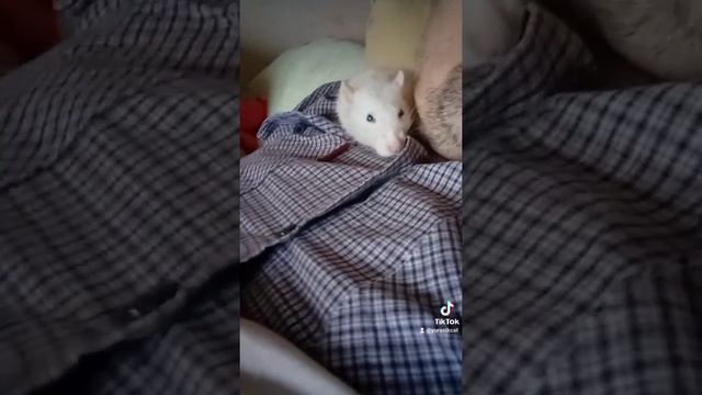 Крысы бегут с тонущего корабля, пока они здесь, всё в порядке. смотреть онлайн