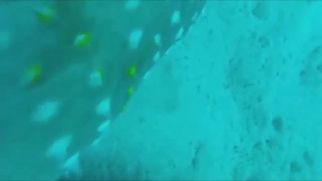 10 самых опасных рыб в мире . смотреть онлайн