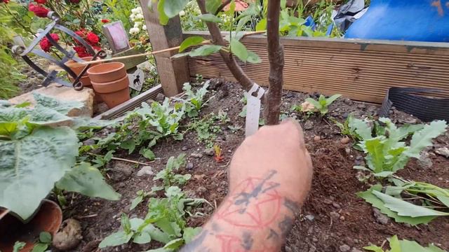 A Late June Catch Up on the Plot with Ray. Dave's Allotment Garden. June 2022 смотреть онлайн