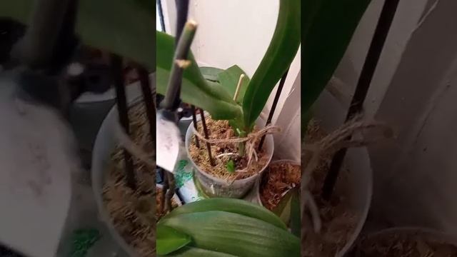 старые цветоносы сразу пробудились, лезут и новые цветоносы, подкормка действительно работает... смотреть онлайн