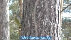 Лесные птицы. Forest bird