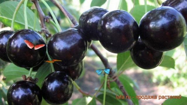 Вишня обыкновенная Шоколадница (shokoladnitca) ? обзор: как сажать, саженцы вишни Шоколадница