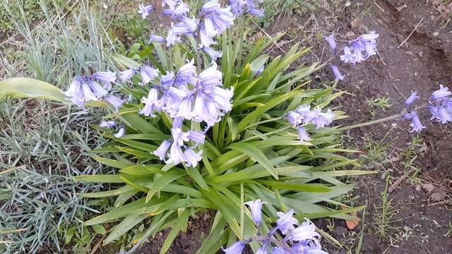 Гиацинтоидес ( Hyacinthoides) .