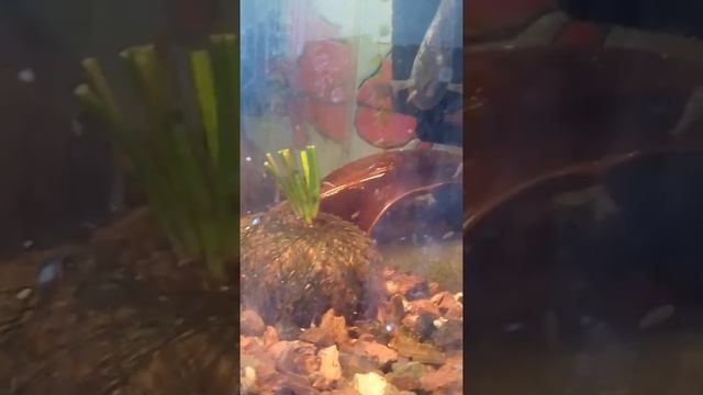 Вабикуса-"эхинодорус(Амазонка) смотреть онлайн