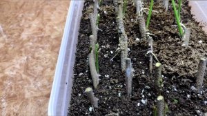 Мои наблюдения за развитием черенков глицинии (2 часть)???#размножение#черенкование#глициния