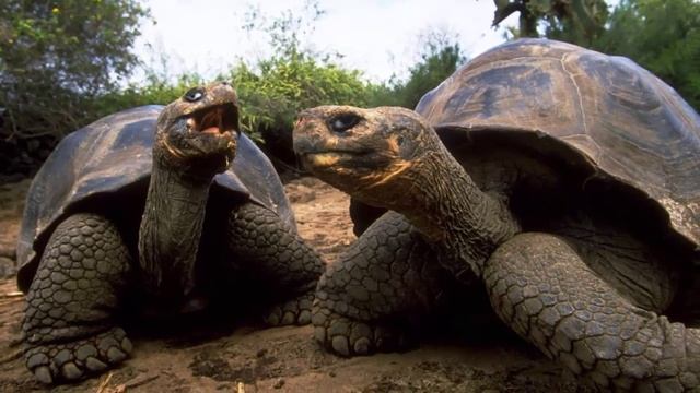 Топ 10 Самых долгоживущих животных. Жизнь животных смотреть онлайн