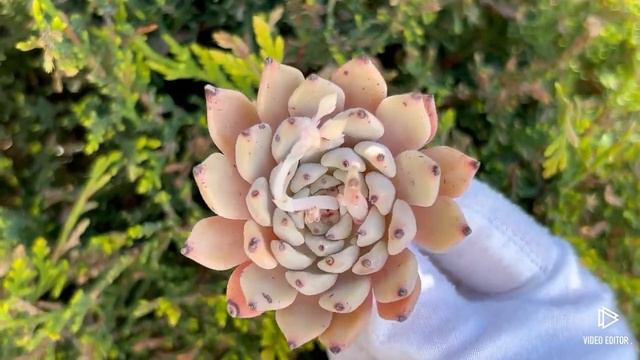 Echeveria Zagarosa смотреть онлайн