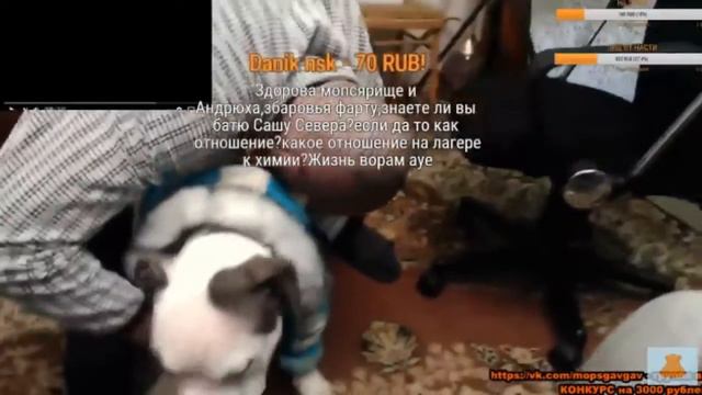 МОПС ОДЕВАЕТ СОБАКУ В КУРТКУ, АНДРЮХА ДАЁТ ПРЯМОГО МОПСУ! смотреть онлайн