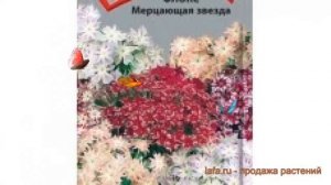 Флокс обыкновенный Мерцающая звезда ? обзор: как сажать, семена флокса Мерцающая звезда