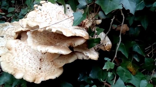 CREEPY CRAWLIES and INSECTS on A Thick Clump of Mushrooms in Woodland смотреть онлайн