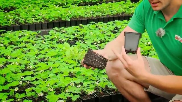 Саженцы земляники Почтой по России! Фирма «Виктория» смотреть онлайн