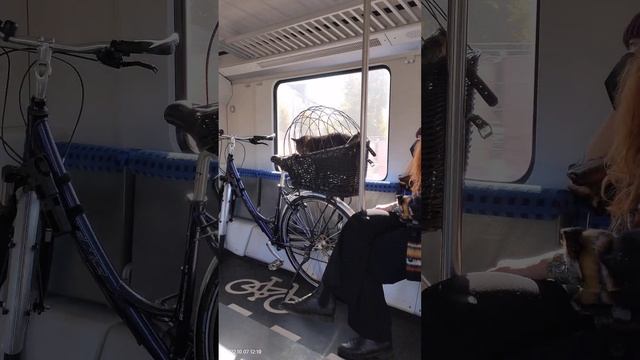 October 7, 2022 перевозка дикого тигра в немецкой электричке Deutsche Bahn смотреть онлайн