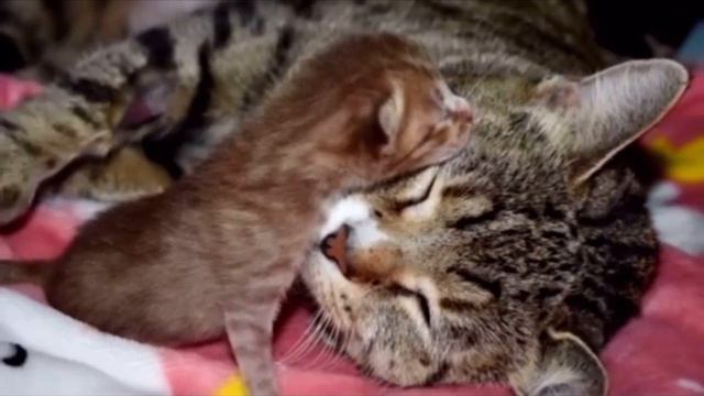 «Никому тебя не отдам» Отчаянная мать-кошка прижимала к себе единственного выжившего малыша смотреть онлайн
