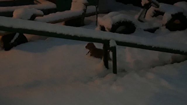 собачка Зума 🐕начало зимы 2020 смотреть онлайн