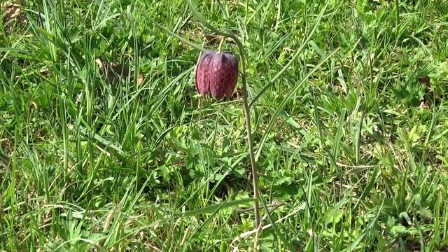 A SNAKES HEAD FRITILLARY - Fritillaria meleagris NUMBER 2 смотреть онлайн
