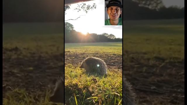 А вы любите ежиков? #животные #ежики #мило смотреть онлайн