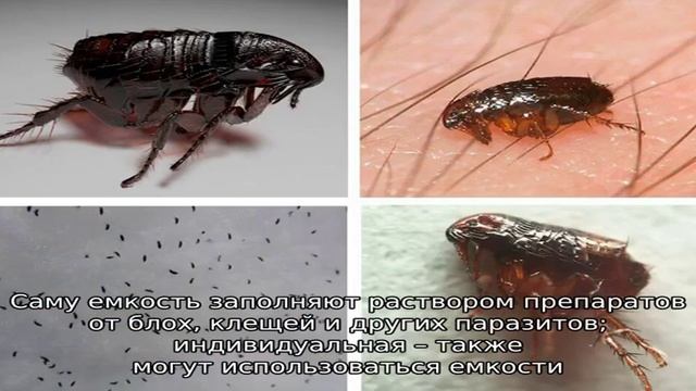 Как вывести блох у козы? смотреть онлайн