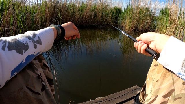 🎣 Ловля карася на поплавочную удочку в мае 2021. Супер уловистый червь #DENLife смотреть онлайн