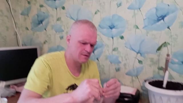 самое быстрорастущее дерево в мире Павловния пробуем прорастить семена. смотреть онлайн