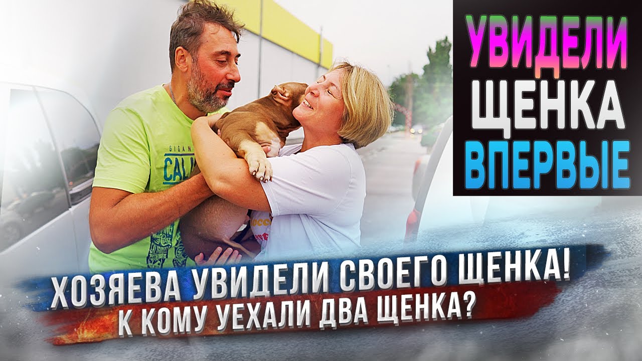 Впервые взяли щенка на руки! Реакции хозяев при первой встрече с щенками! смотреть онлайн