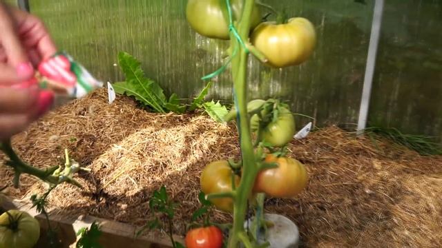 Лучшие сорта томатов для теплицы в Подмосковье, томаты в теплице, обзор сортов. смотреть онлайн