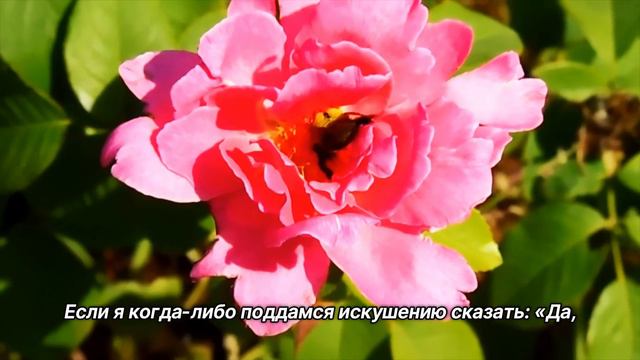 "Без оговорок". 18 июля. День за днем в Ал-анон. Ежедневник для созависимых. смотреть онлайн