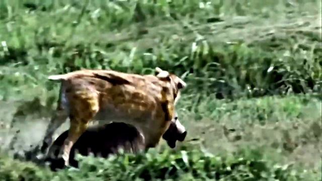 Топ 5 невероятных вымерших чудовищ🦂 смотреть онлайн