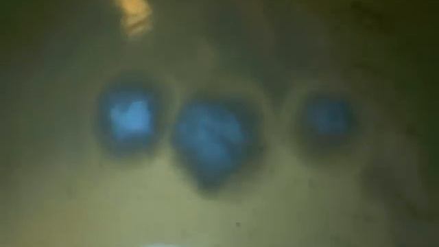 [RL] Mycelium growing RAW Webcam Timelapse смотреть онлайн