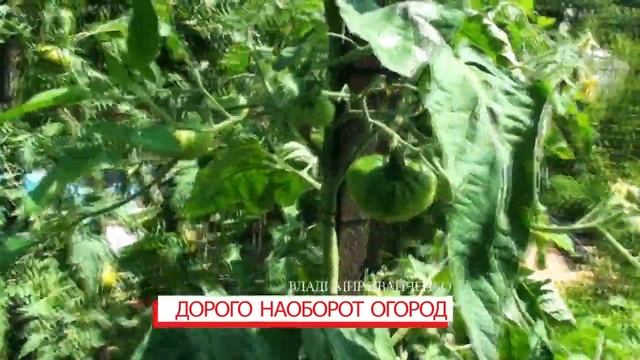 Томат Гном Брэд Гейтц урожайный красный полосатый с классическим вкусом