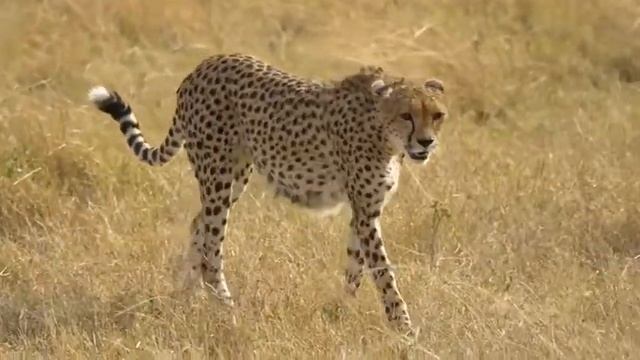 21 Facts About Cheetahs (The Fastest Land Animal Cheetahs) смотреть онлайн
