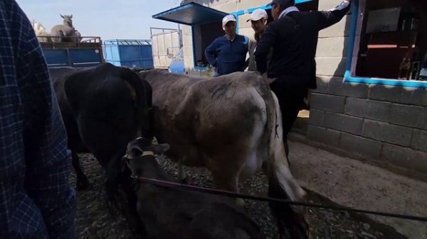 Жалал-Абад мал базары.