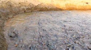 Рыба тилапия! Как её выращивают сегодня! # FullHD 1080p