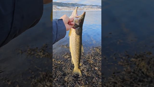 НЕОЖИДАННЫЙ ТРОФЕЙ!! МОРСКАЯ ФОРЕЛЬ ИЛИ ЛОСОСЬ? рыбалка в Норвегии смотреть онлайн