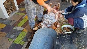 Как опалить соломой и разделать свинью 2 часть    How to singe with straw and butcher a pig