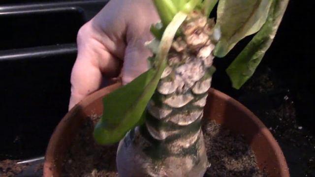 Hawaiian Palm Repot & Emergency Surgery For Rot (Brighamia Insignis)