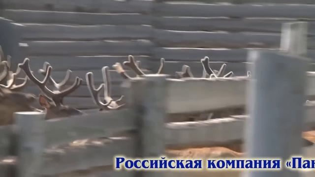 Пантопроект. Алтай. Препараты из пантов смотреть онлайн