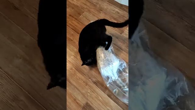 Коты приколы Я везде тебя найду и достану смотреть онлайн