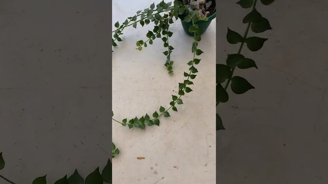 Dischidia ruscifolia - mudas grandes смотреть онлайн