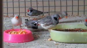 Амадины-кормление.