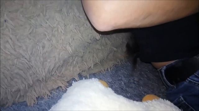 Приколы про шиншилл, шиншилла дома / что за зверь такой шиншилла? смотреть онлайн