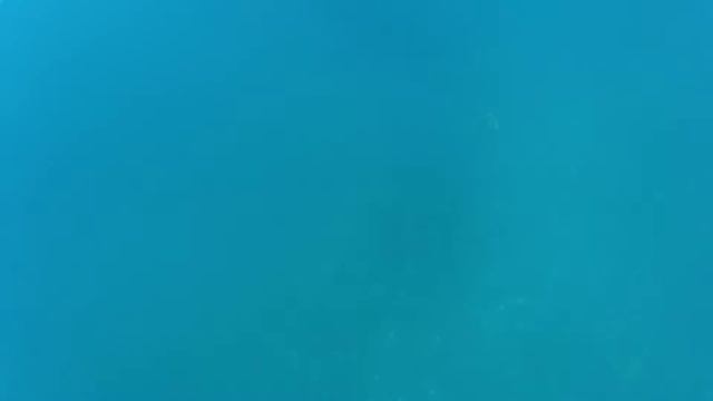 осьминожка Дофлейна смотреть онлайн