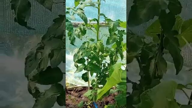 можно ли выращивать огурцы и томаты в одной теплице? #теплица #огурцыитоматыводнойтеплице смотреть онлайн